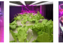 植物照明:植物生長燈,植物補(bǔ)光燈再次加速跑起是什么原因?-Led燈珠